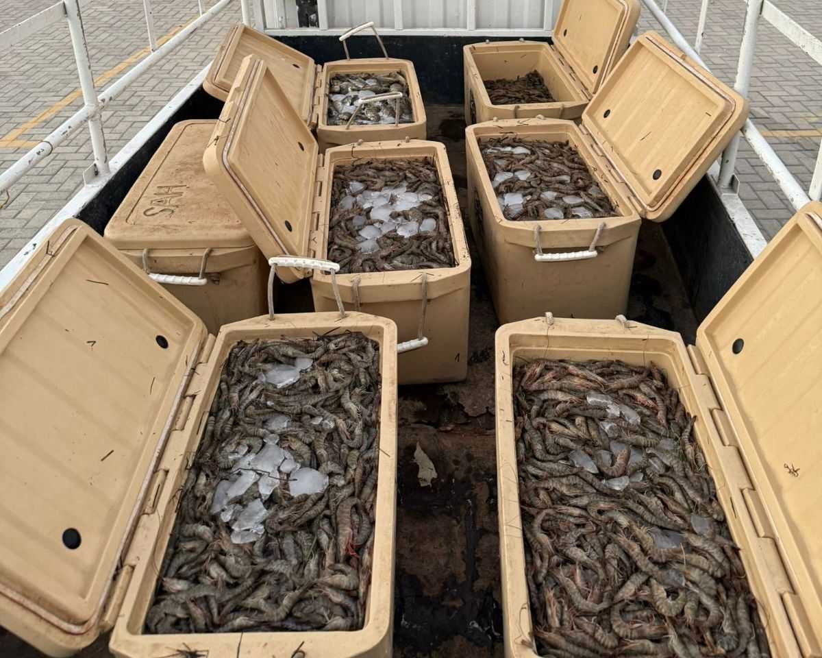 ضبط شخص بحوزته كميات من الروبيان وسمك الصافي تم صيدها بطرق مخالفة في الهملة<